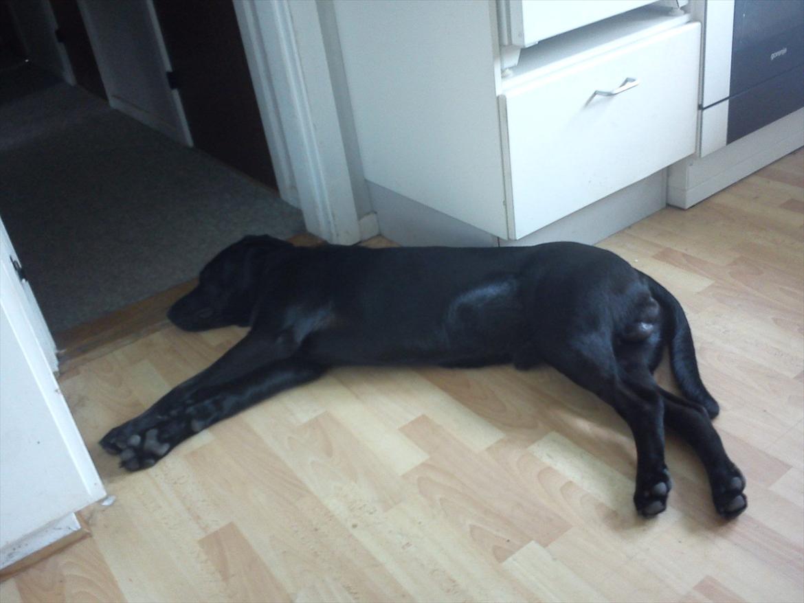 Labrador retriever VIKTOR billede 4