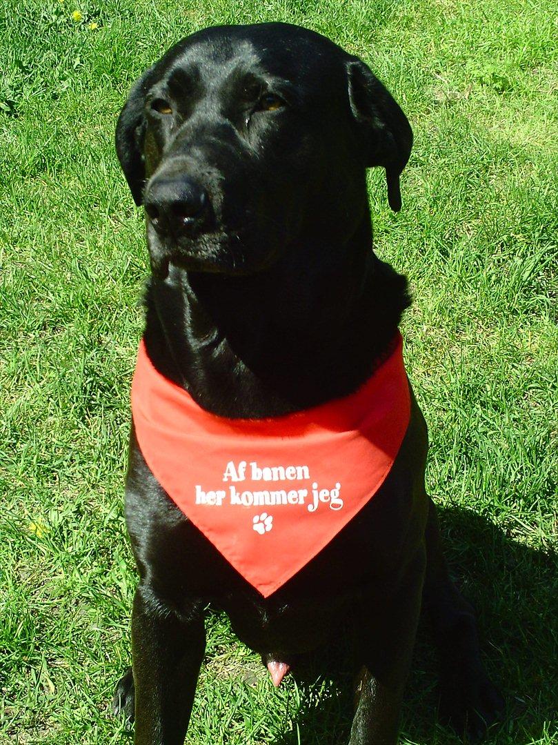 Labrador retriever VIKTOR billede 9