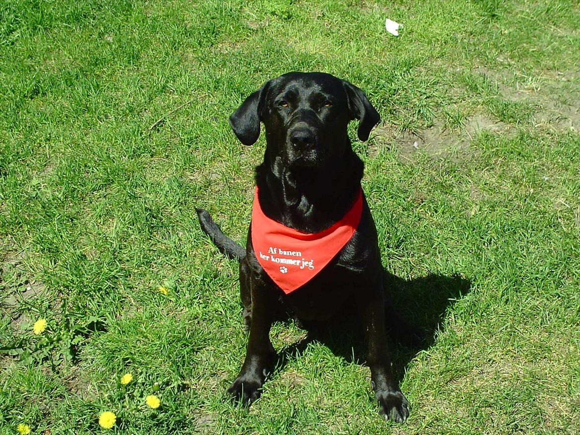 Labrador retriever VIKTOR billede 10