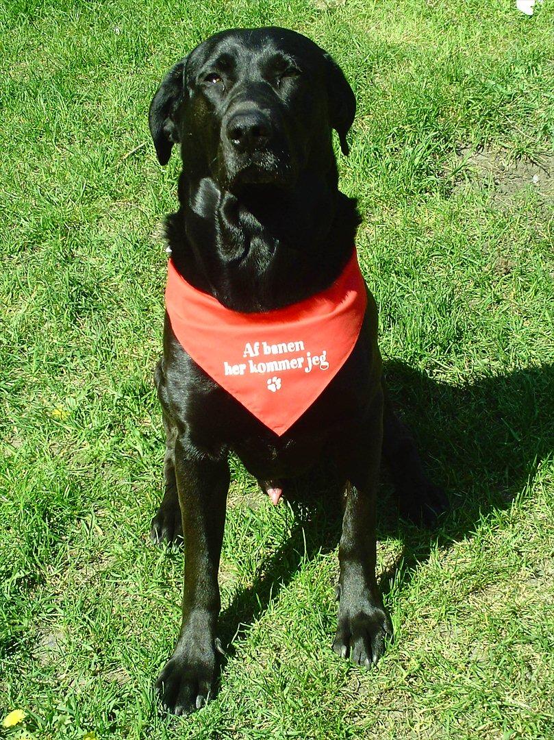 Labrador retriever VIKTOR billede 12