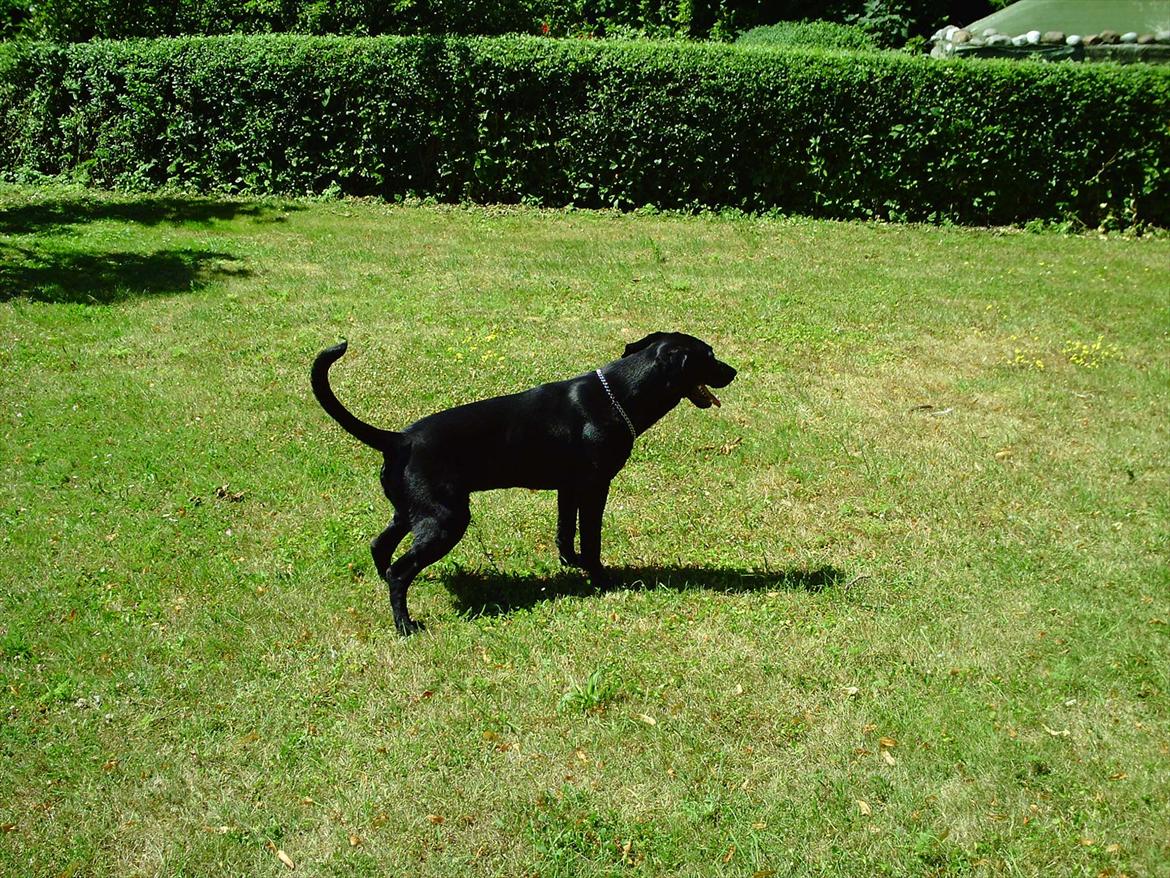 Labrador retriever VIKTOR billede 13