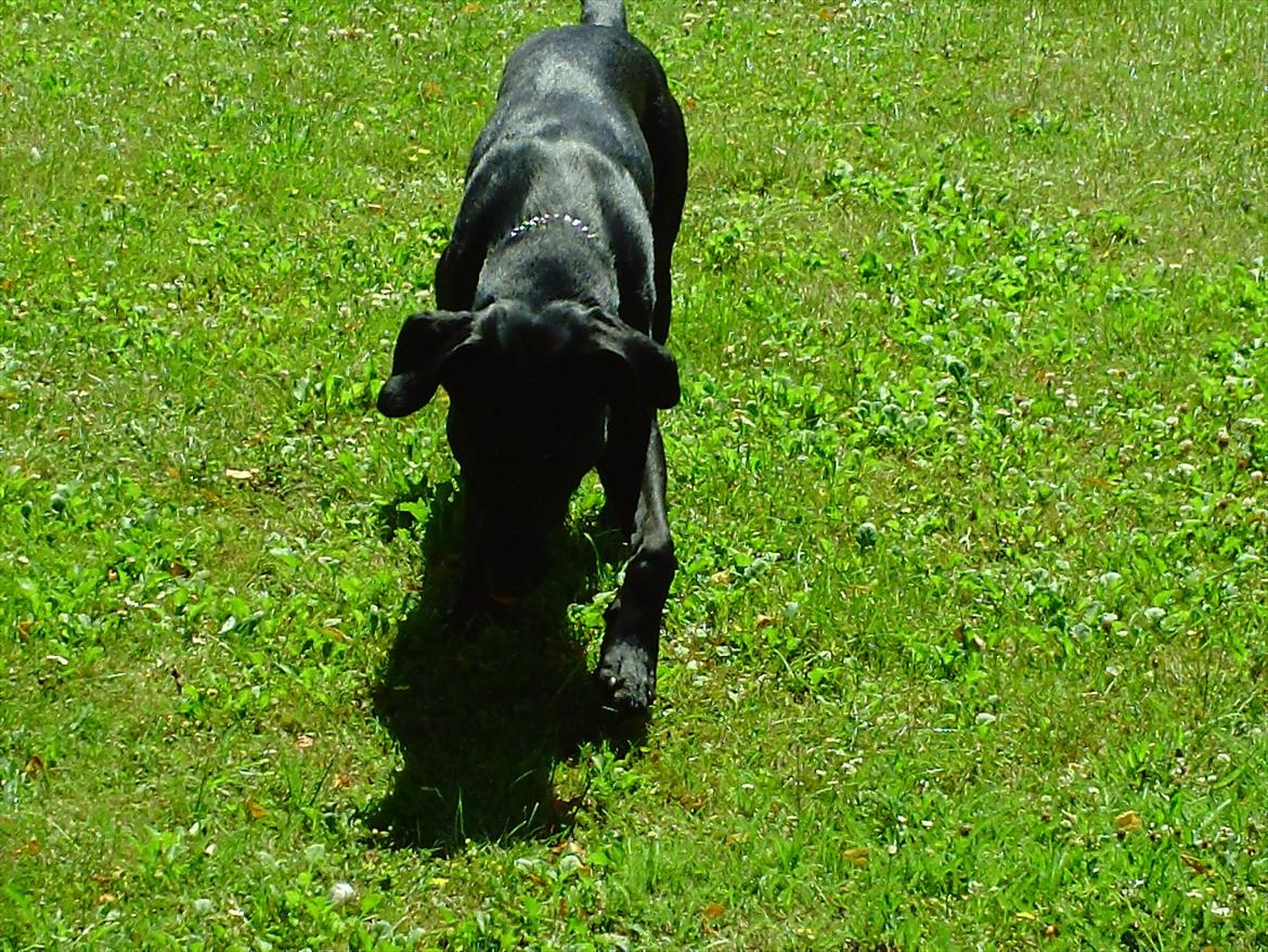 Labrador retriever VIKTOR billede 11