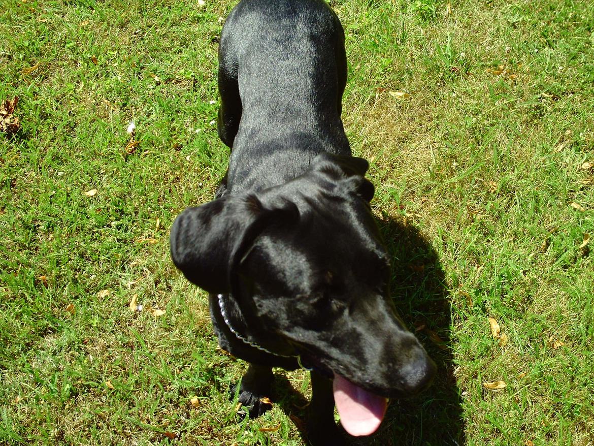 Labrador retriever VIKTOR billede 14