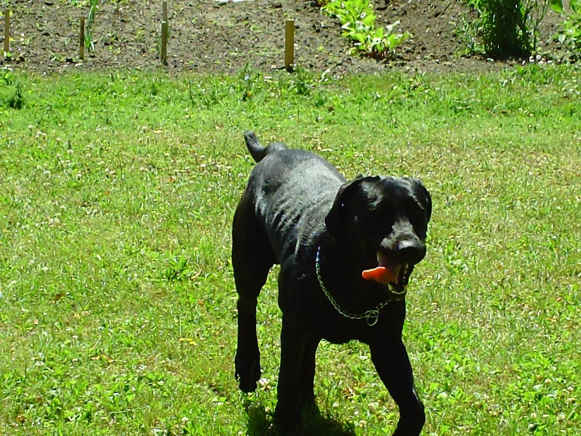 Labrador retriever VIKTOR billede 15