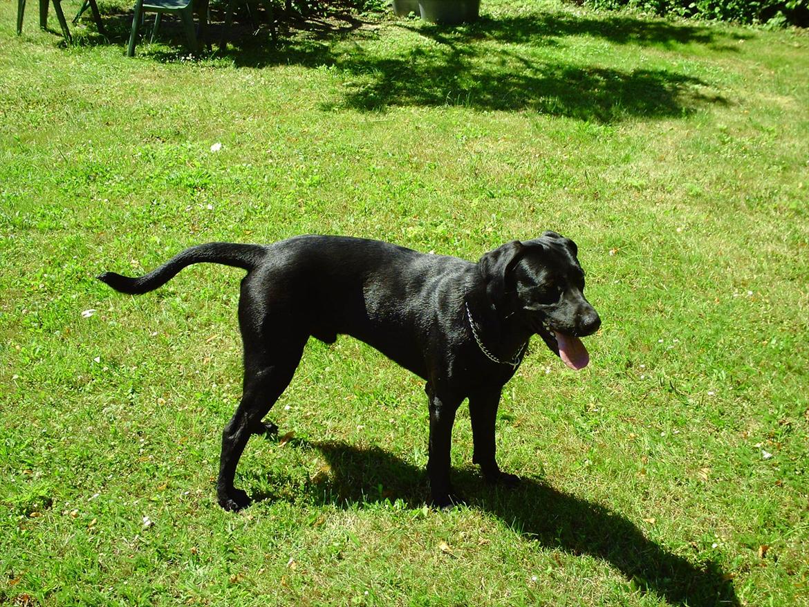 Labrador retriever VIKTOR billede 16