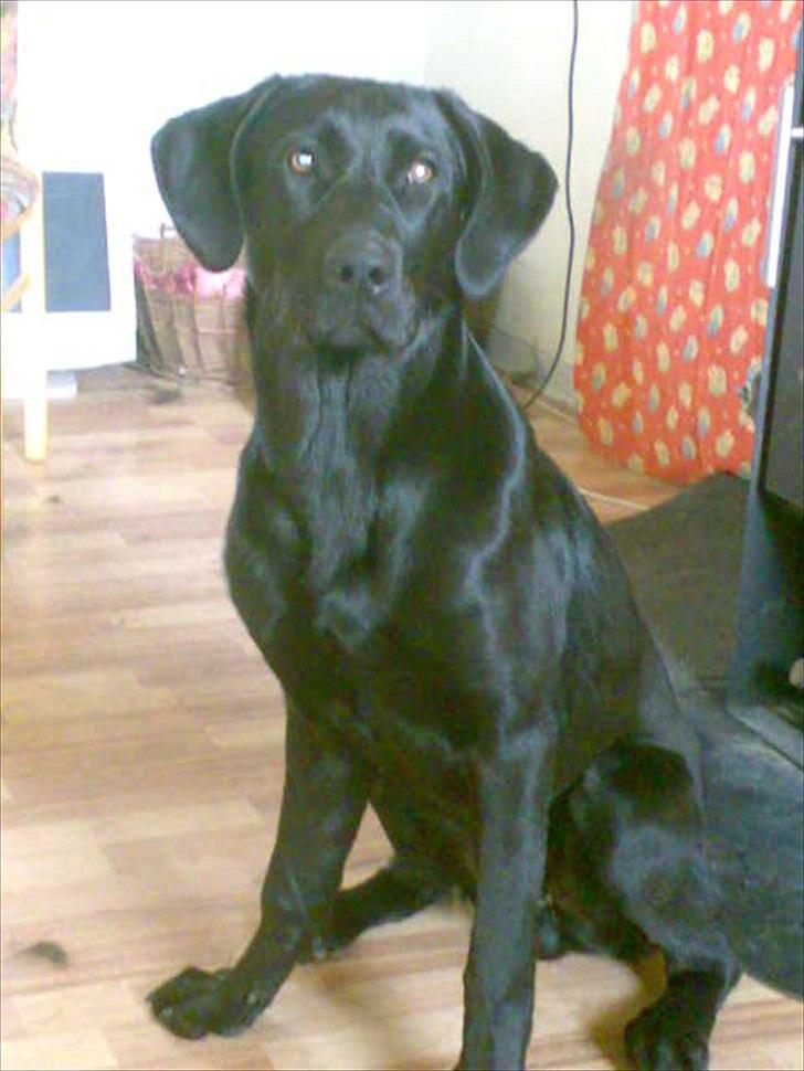 Labrador retriever VIKTOR billede 5