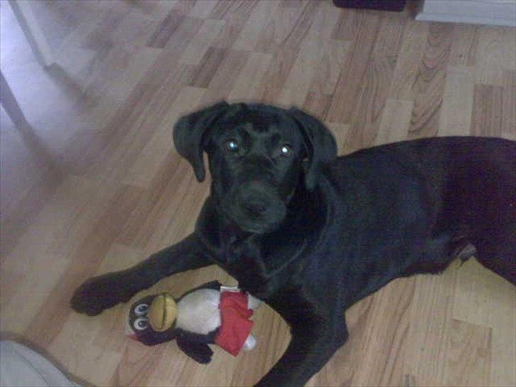 Labrador retriever VIKTOR billede 3