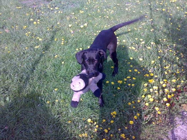 Labrador retriever VIKTOR billede 17