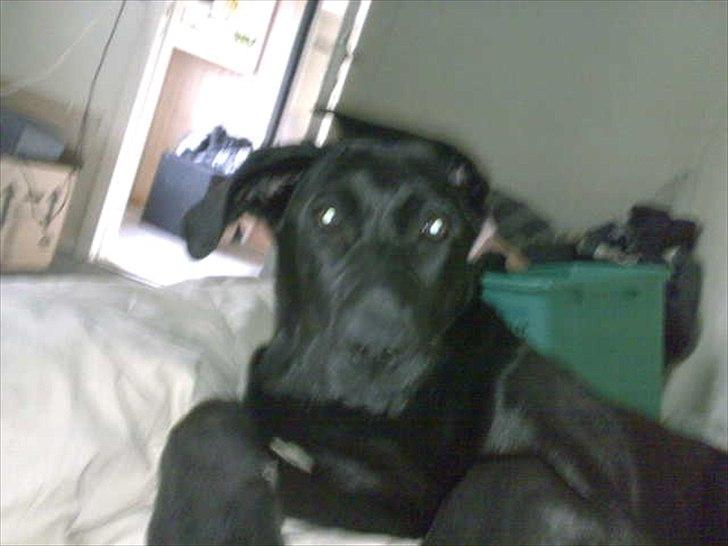 Labrador retriever VIKTOR billede 18