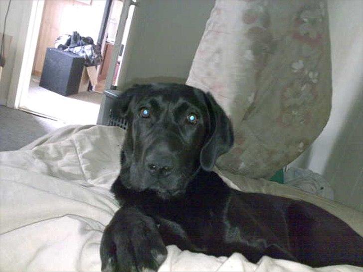 Labrador retriever VIKTOR billede 19