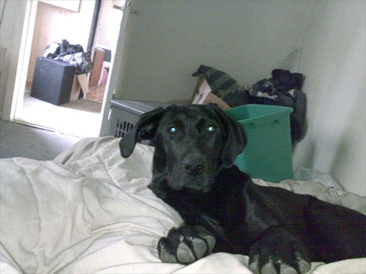 Labrador retriever VIKTOR billede 8