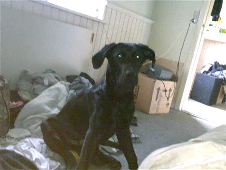 Labrador retriever VIKTOR billede 6