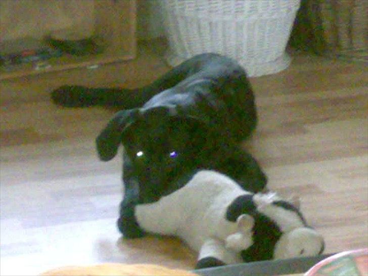 Labrador retriever VIKTOR billede 2