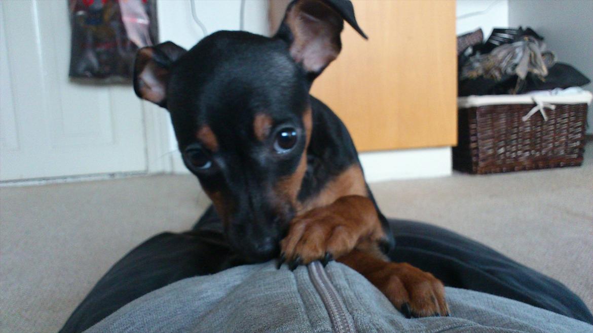 Dvaergpinscher Jessie billede 8