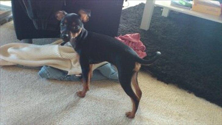 Dvaergpinscher Jessie billede 7