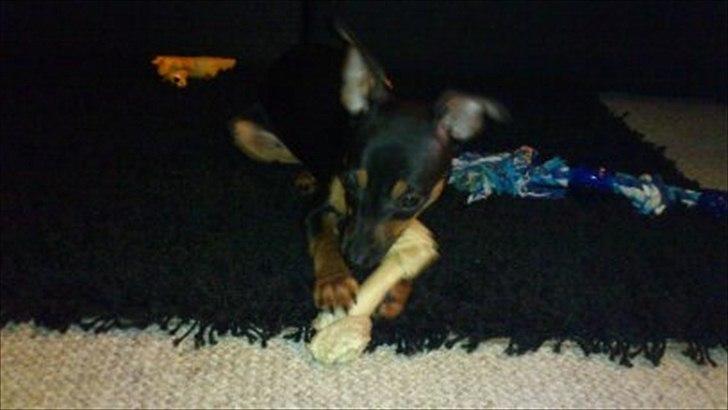 Dvaergpinscher Jessie billede 10