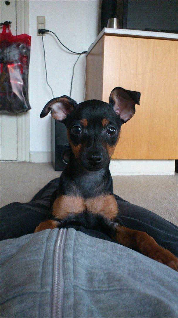 Dvaergpinscher Jessie billede 6