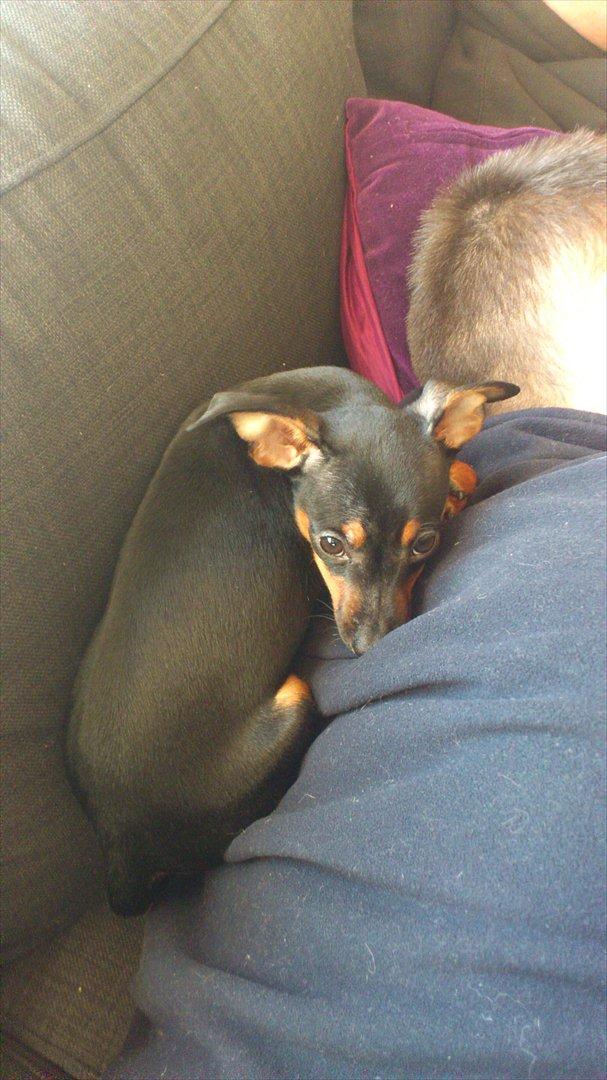 Dvaergpinscher Jessie billede 11