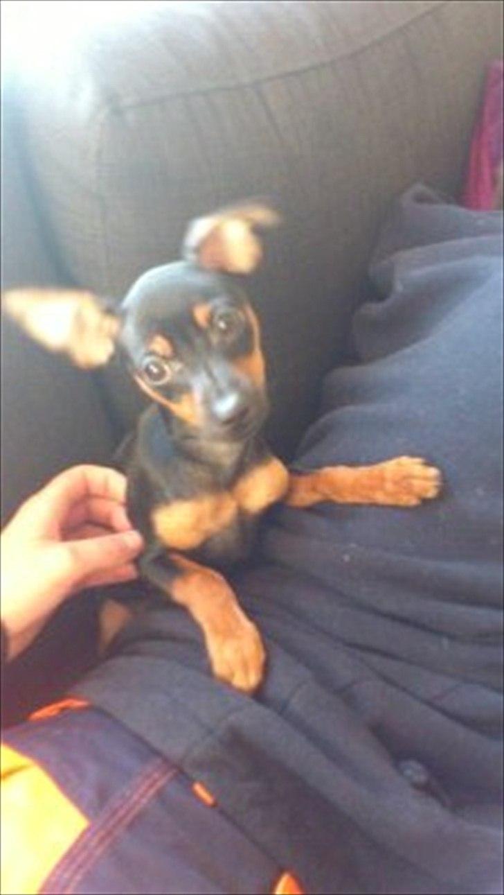 Dvaergpinscher Jessie billede 12