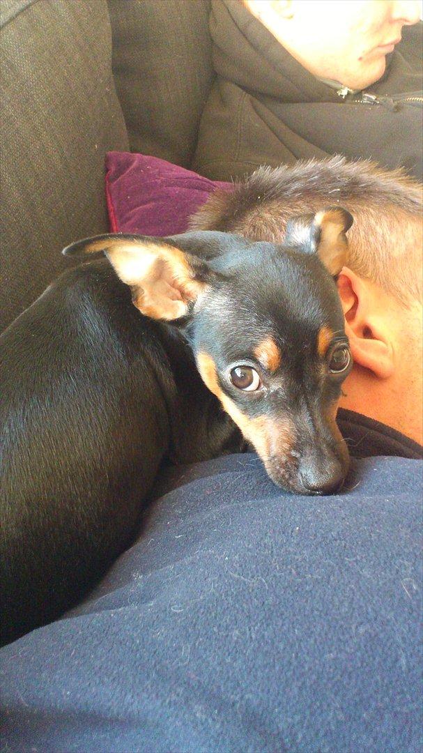 Dvaergpinscher Jessie billede 13