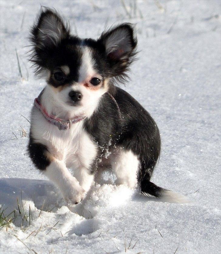 Chihuahua Madam Maggie :i <3 - 30.01.2012 - Maggies første sne <3 billede 13