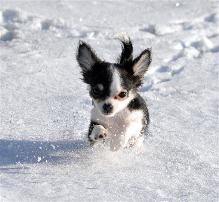 Chihuahua Madam Maggie :i <3 - 30.01.2012 - Maggies første sne <3 billede 14