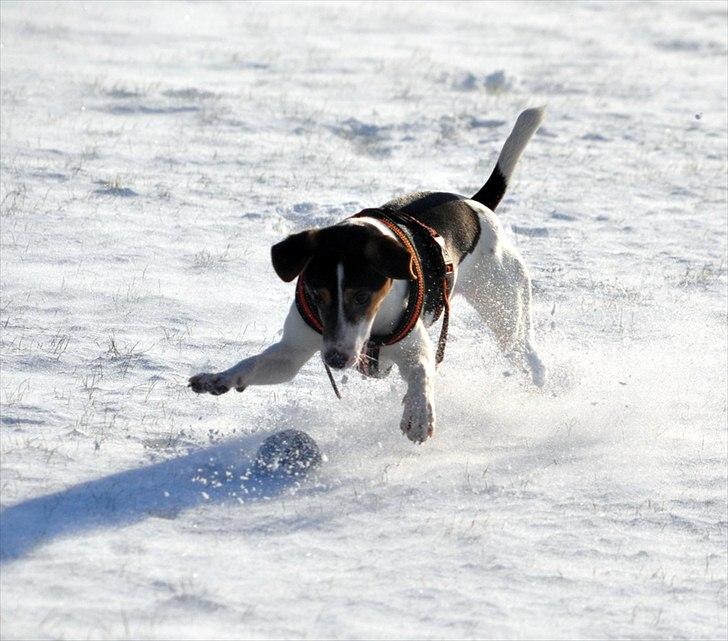 Dansk svensk gaardhund Stella <3 - Stellas første RIGTIGE sne :o) Der har været lidt snevejr, men kun halvhjertet. 30.01.2012 er der så rigtig sne man kan lege i, og Stella elskede det <3 billede 16