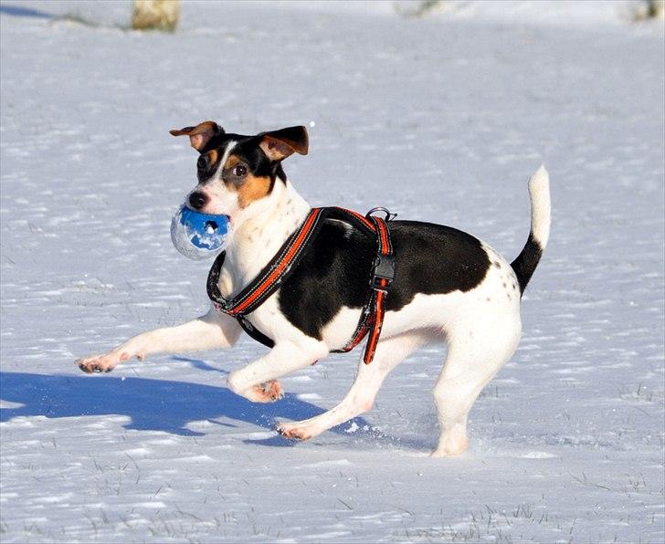 Dansk svensk gaardhund Stella <3 - Stellas første RIGTIGE sne :o) Der har været lidt snevejr, men kun halvhjertet. 30.01.2012 er der så rigtig sne man kan lege i, og Stella elskede det <3 billede 17