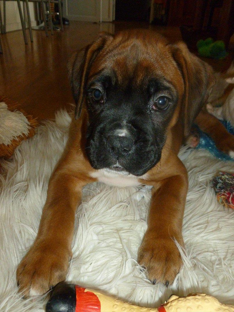 Boxer Oswald billede 1