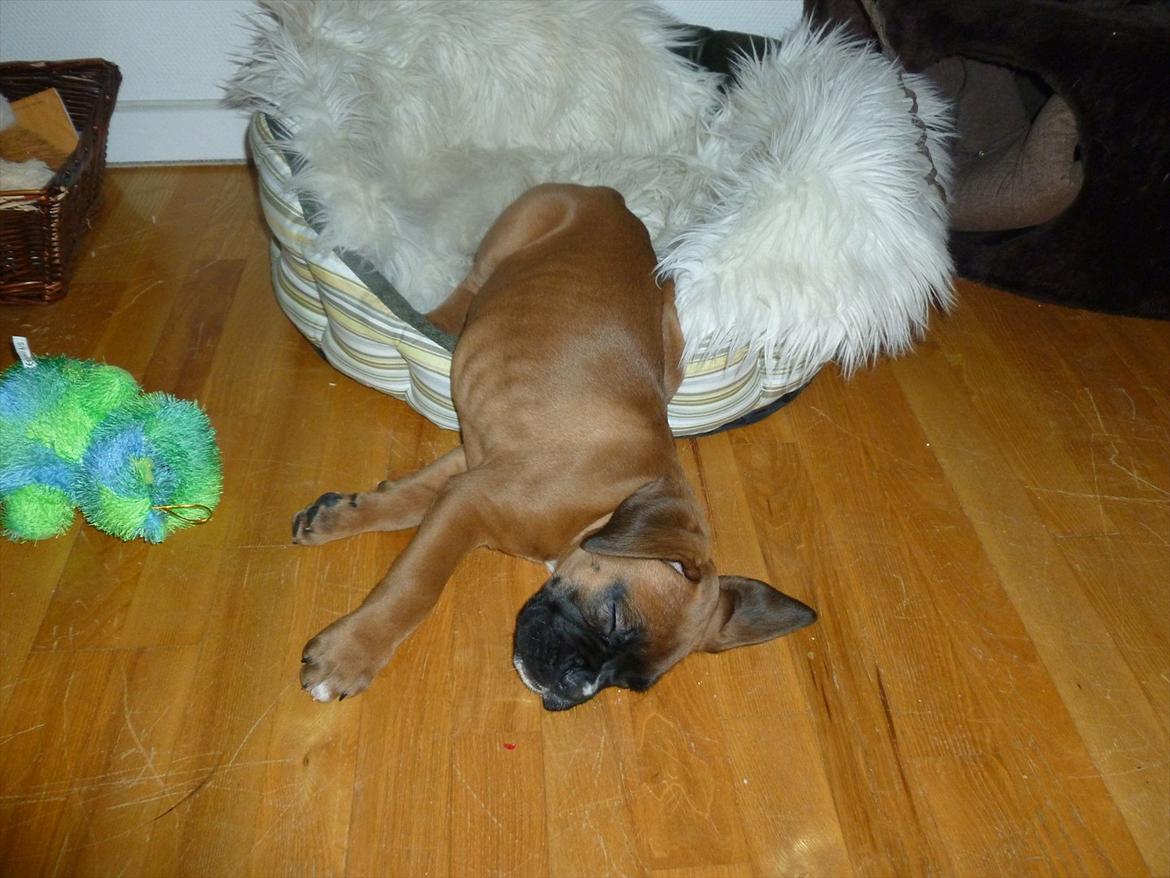 Boxer Oswald billede 2