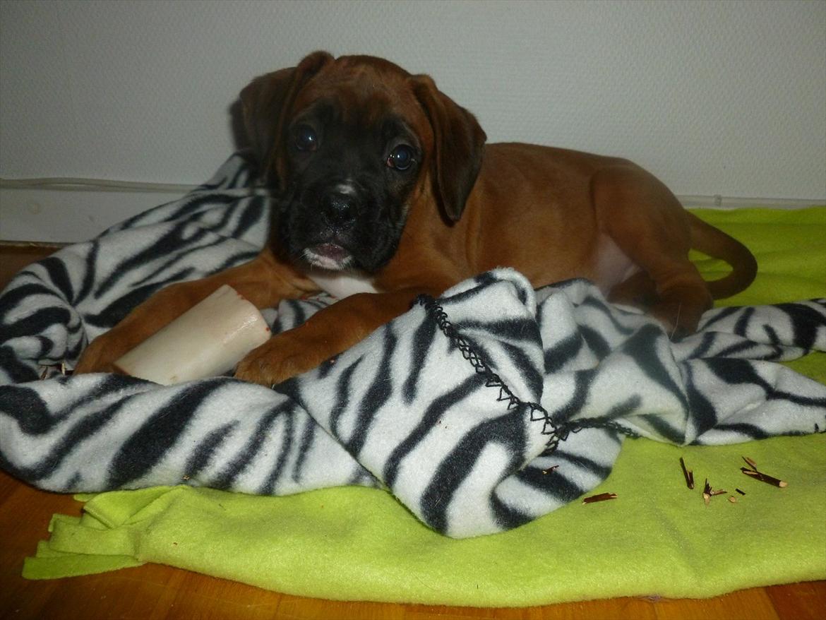 Boxer Oswald billede 3