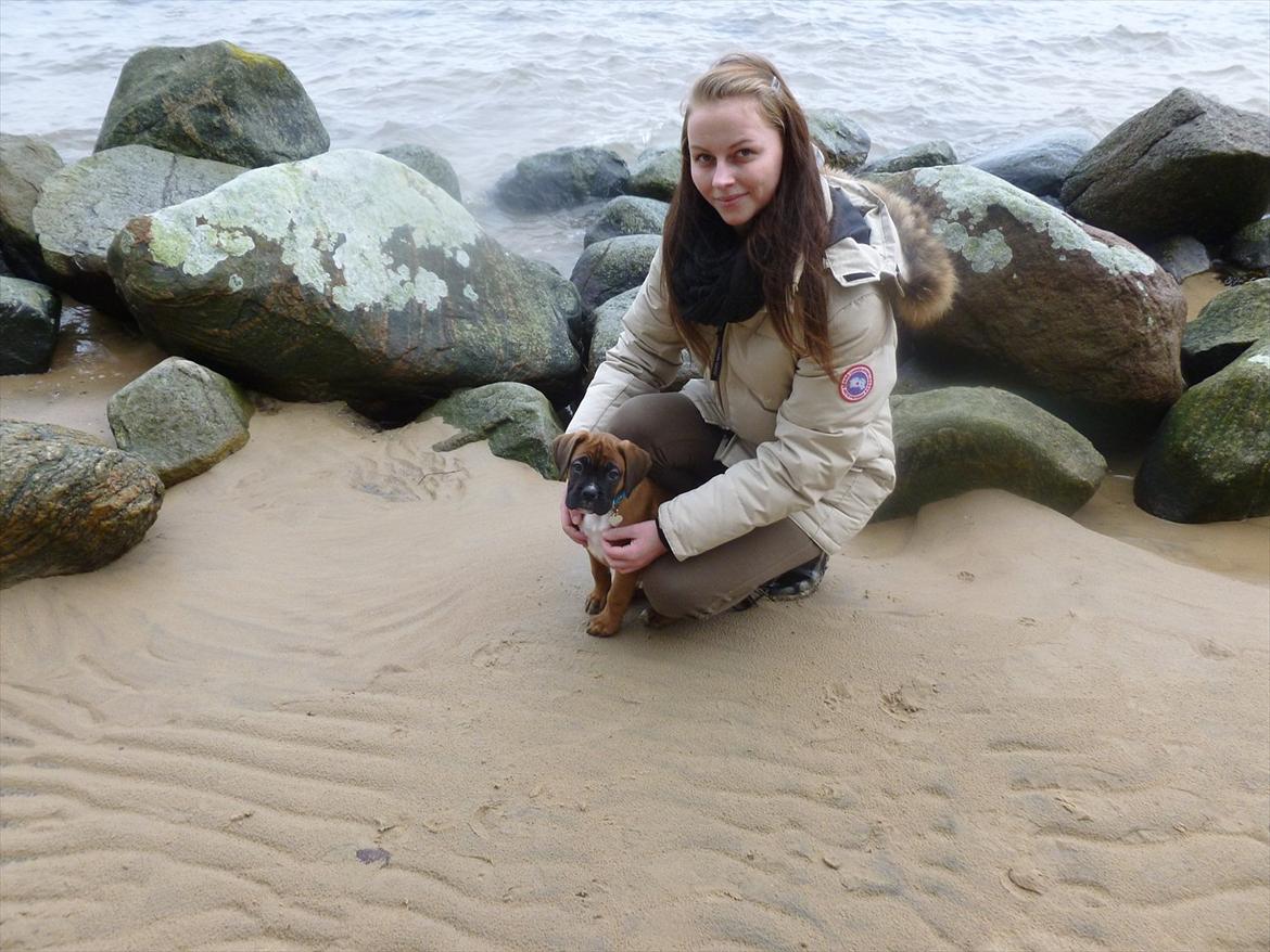 Boxer Oswald billede 4