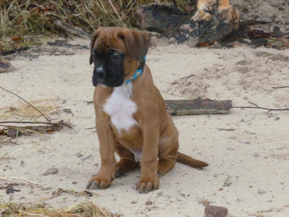 Boxer Oswald billede 5