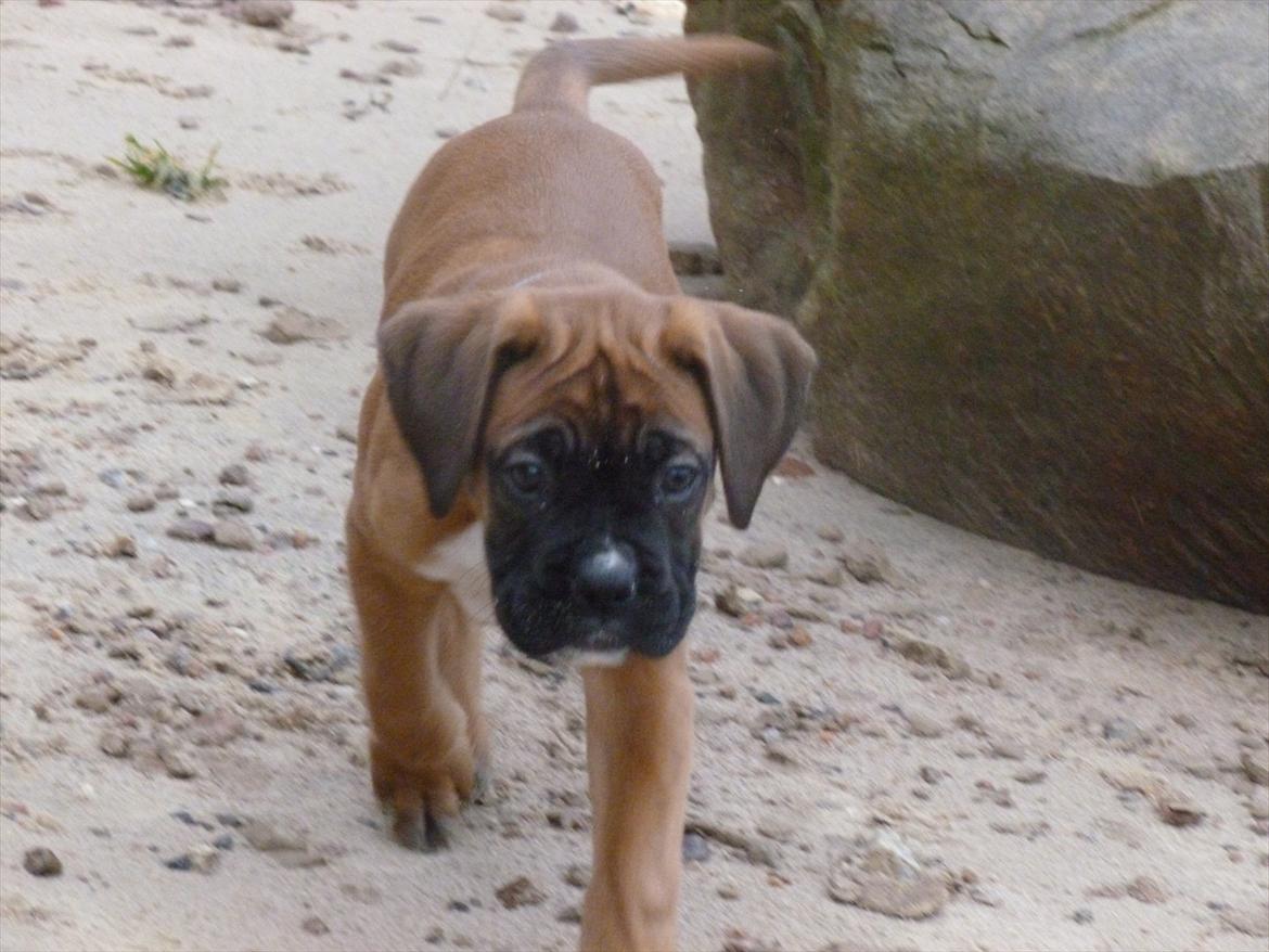 Boxer Oswald billede 6