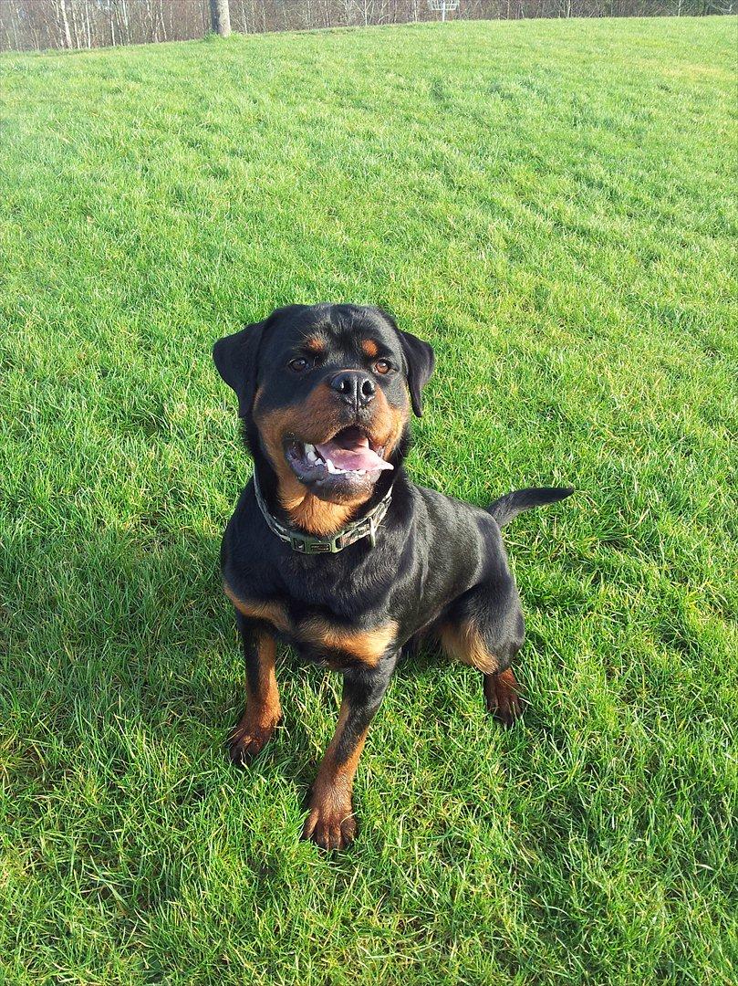 Rottweiler Heitah's Xian billede 4