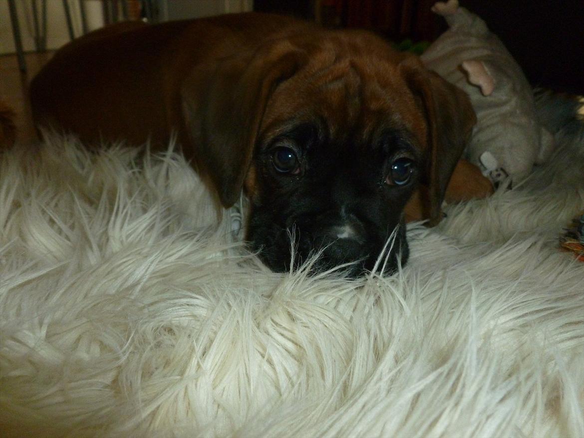 Boxer Oswald billede 7