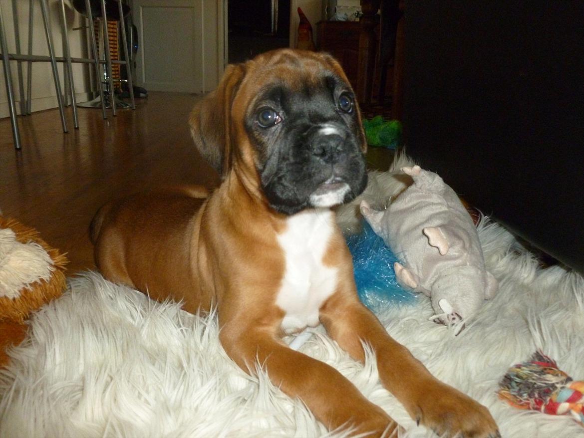 Boxer Oswald billede 8