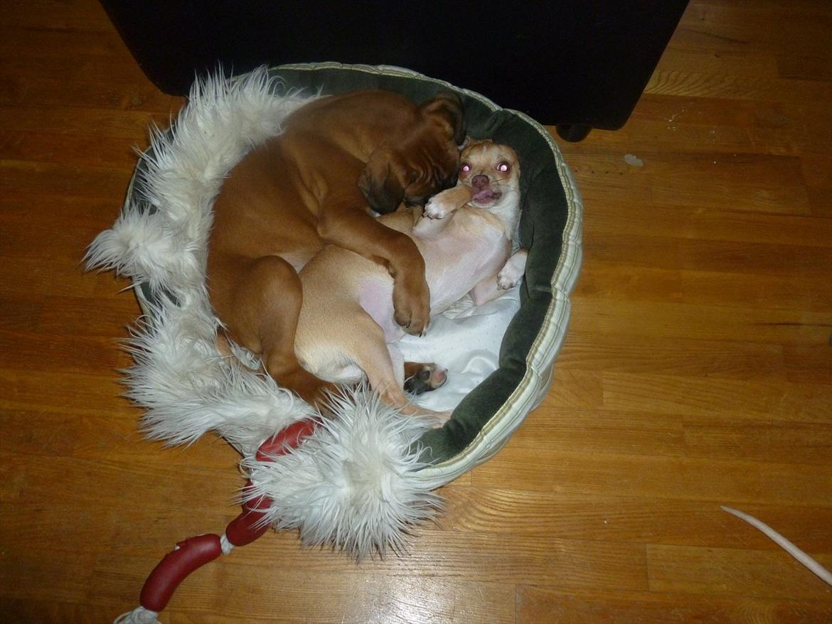 Boxer Oswald billede 9