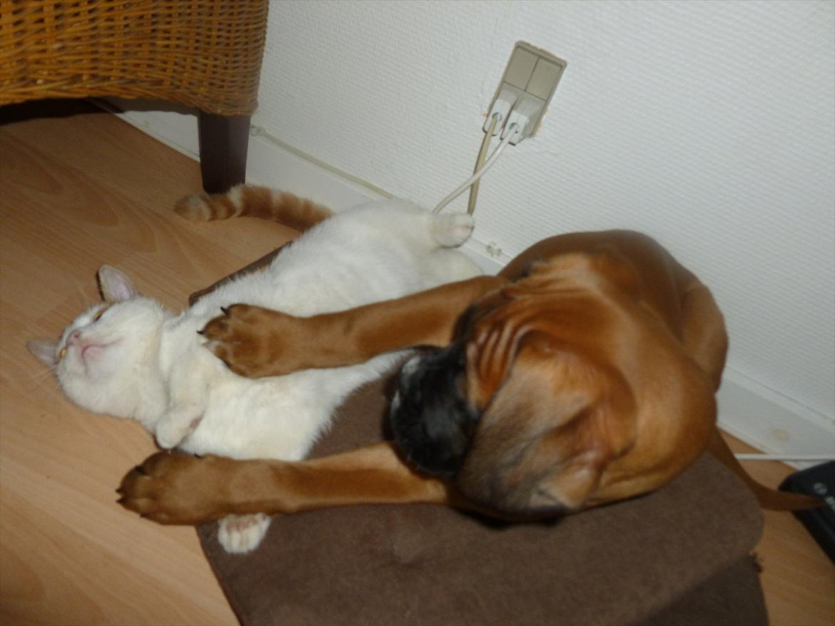 Boxer Oswald billede 10