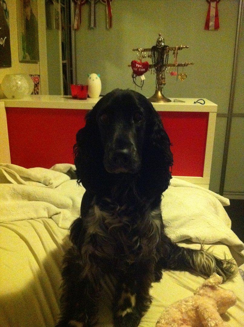 Cocker spaniel tøffe  billede 1