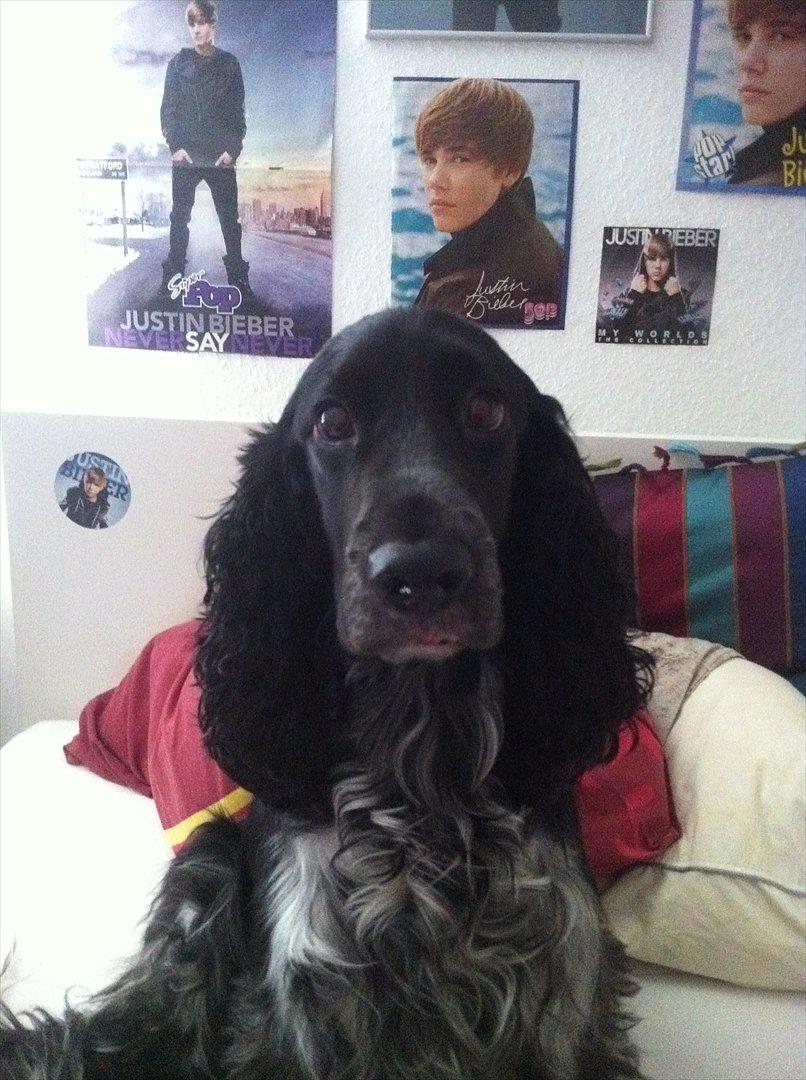 Cocker spaniel tøffe  billede 7