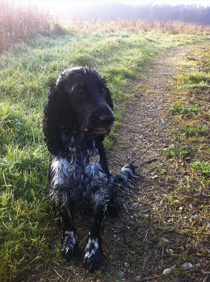 Cocker spaniel tøffe  billede 16