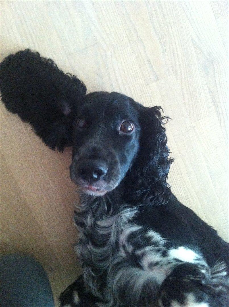 Cocker spaniel tøffe  billede 17