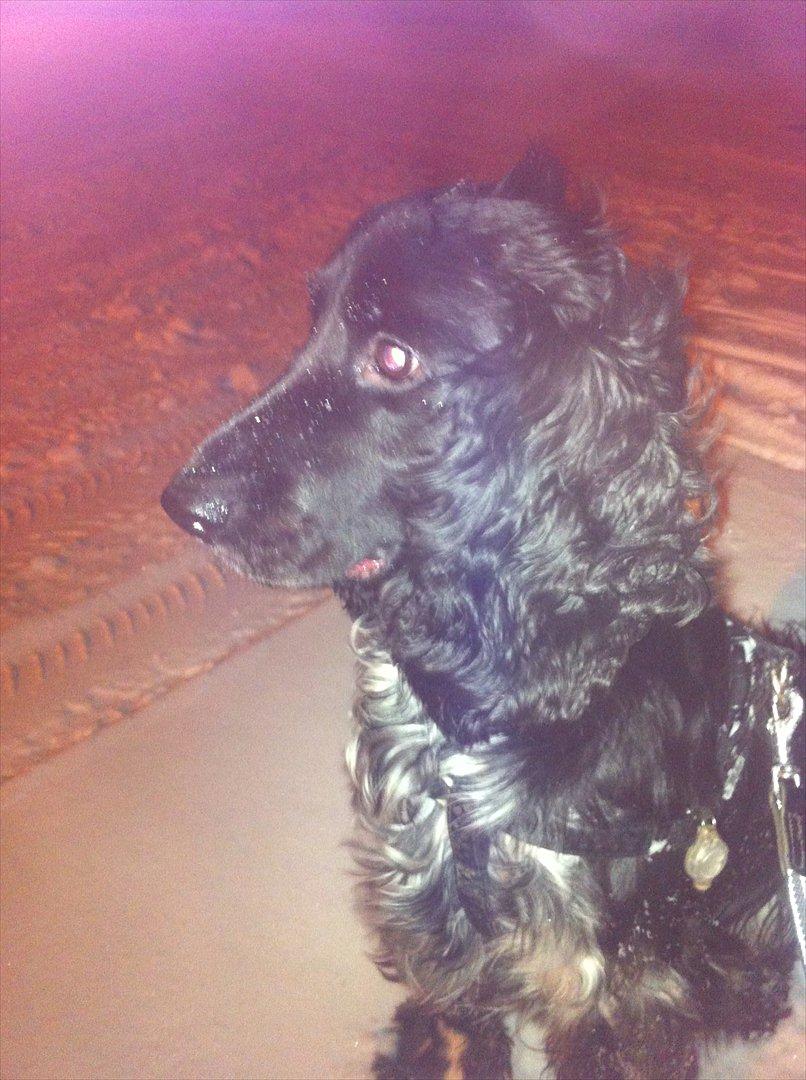 Cocker spaniel tøffe  billede 18