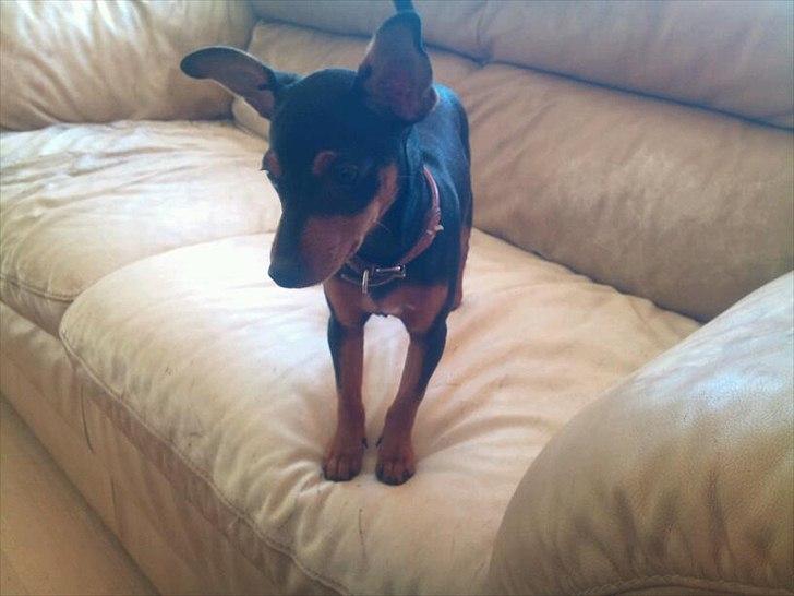 Blanding af racer Dværgpinscher/Prazsky Krysarik Fie billede 14