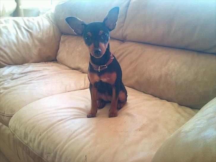 Blanding af racer Dværgpinscher/Prazsky Krysarik Fie billede 16