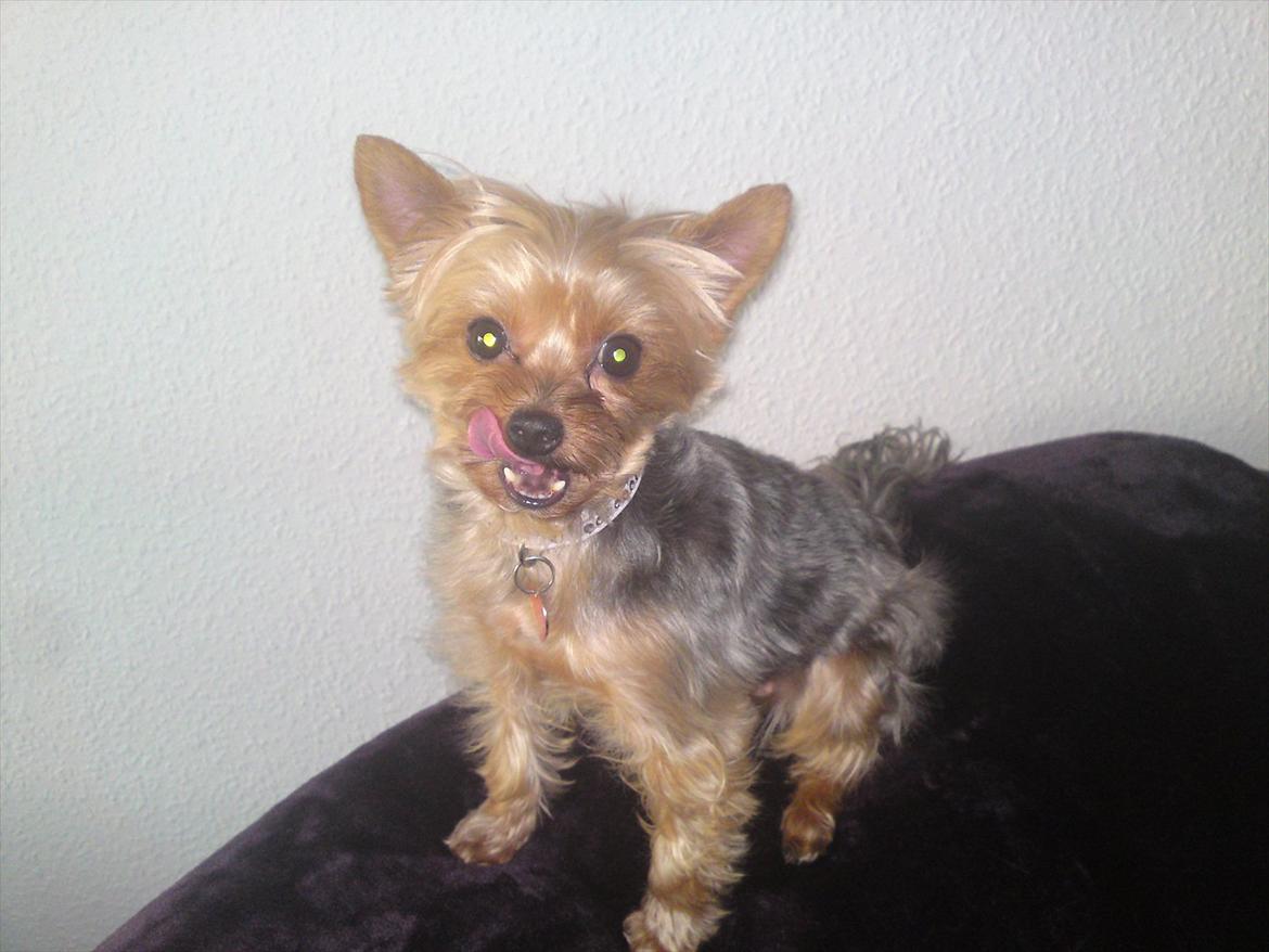 Yorkshire terrier Betsy - Øver kontakt med Betsy  billede 9