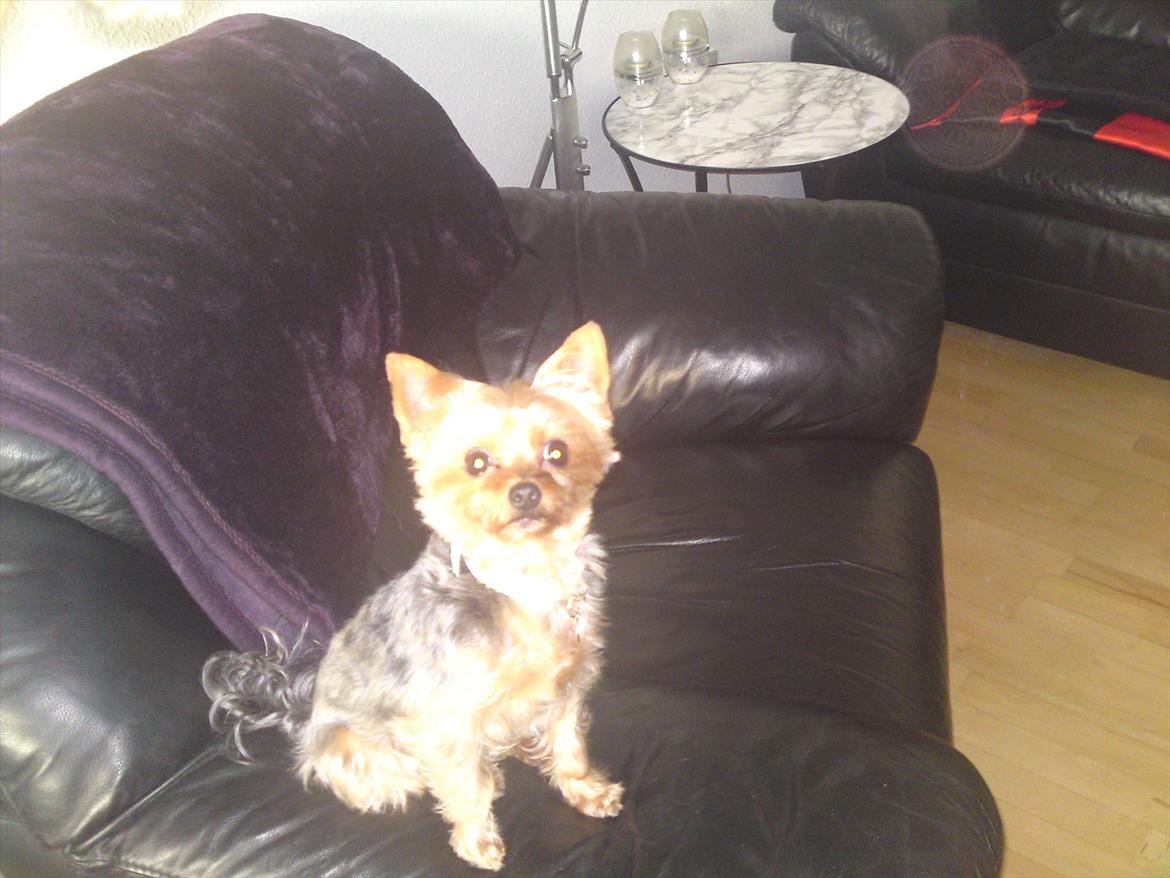 Yorkshire terrier Betsy - Far og Betsy tager billeder for sjov :)  billede 10