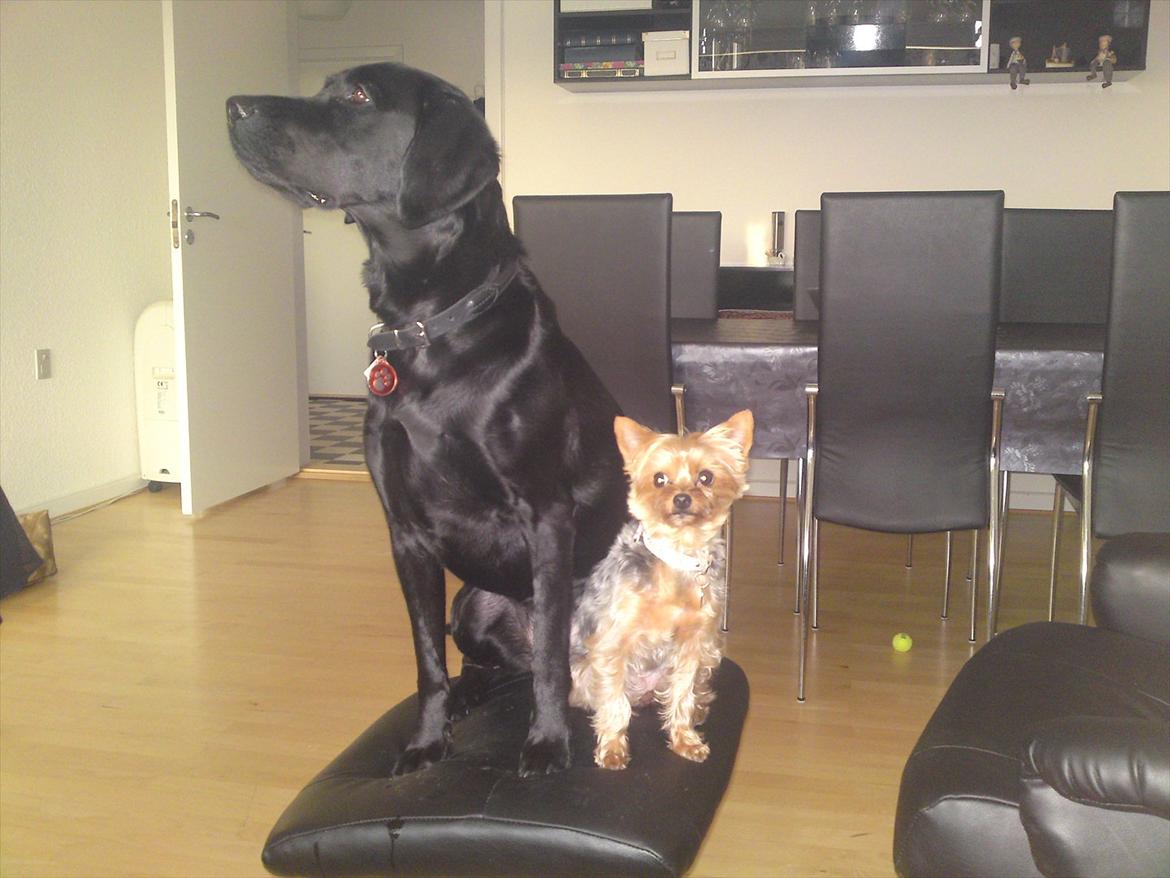 Yorkshire terrier Betsy - "Mor ville se om jeg og Gaby kunne sidde på den lille skammel begge to.. Hun er altså lidt tosset hende mor"  billede 11