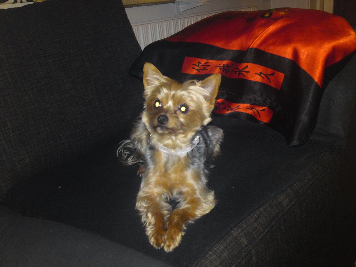 Yorkshire terrier Betsy - "Hvad skal jeg nu finde på? drille far lidt måske"  billede 12